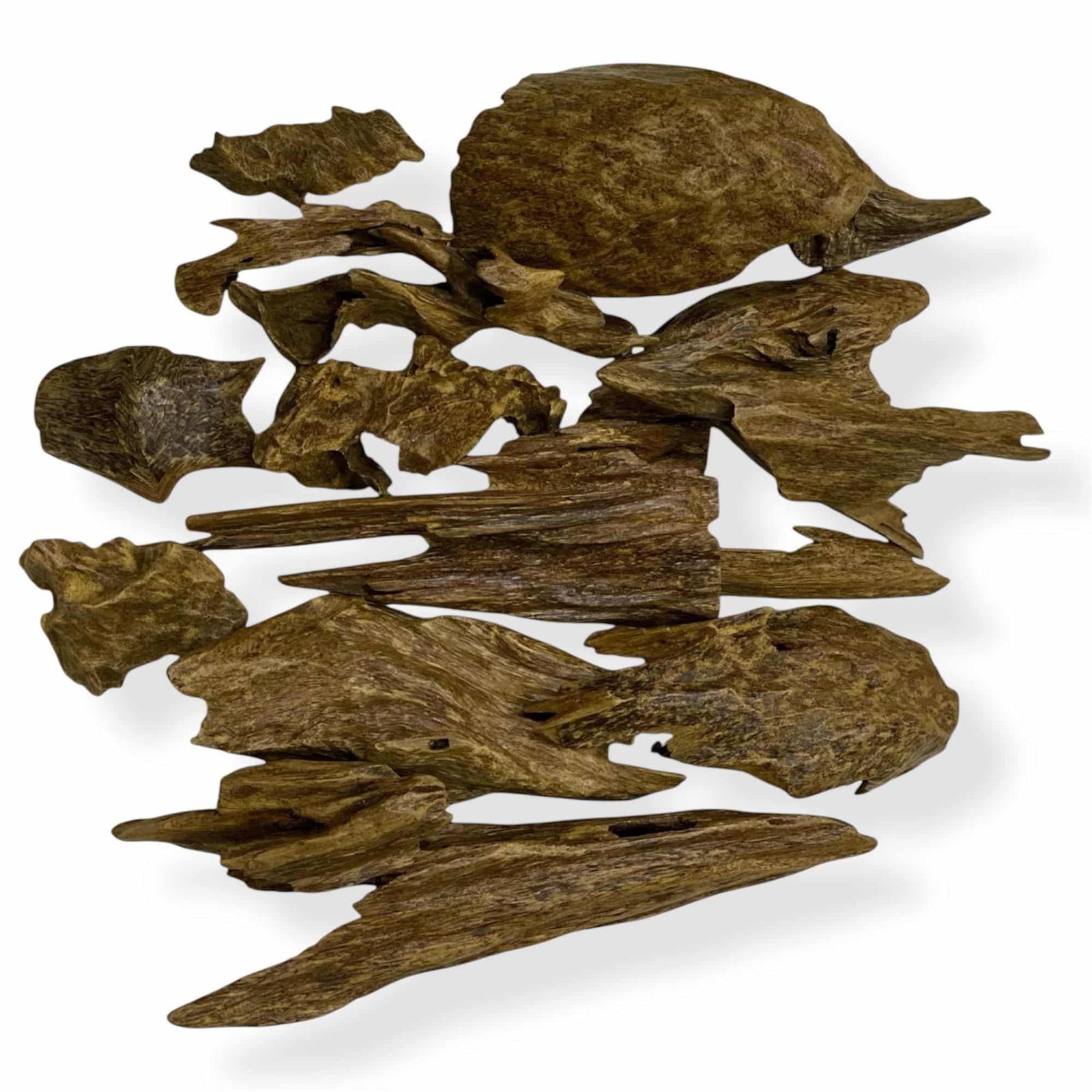 Malaysian Zura (AWO)